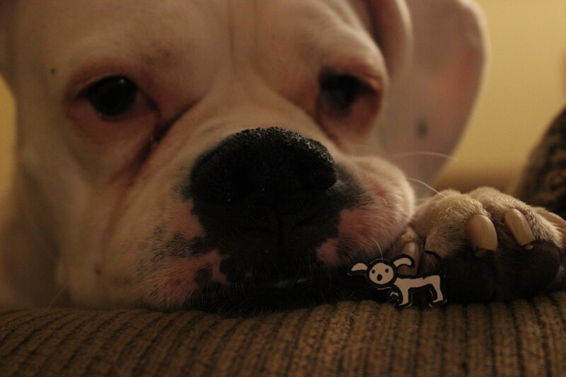 White Bulldog Dog — Brown