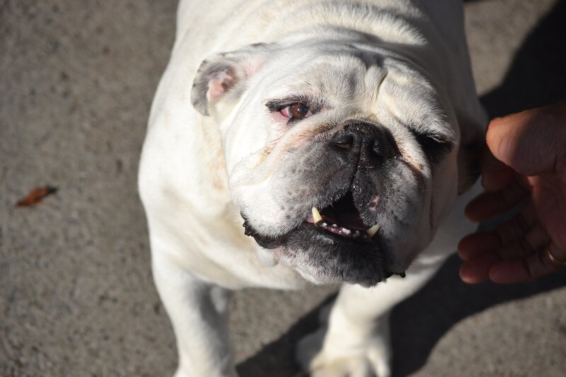 White Bulldog Dog — Calm, Afternoon
