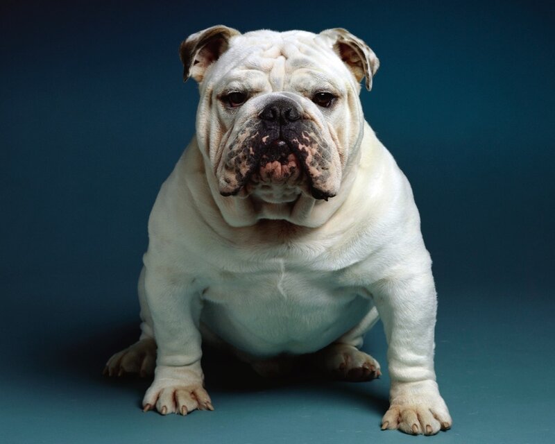 White Bulldog Dog — Calm, Photograph