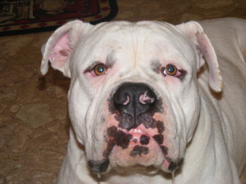 White Bulldog Dog — Calm