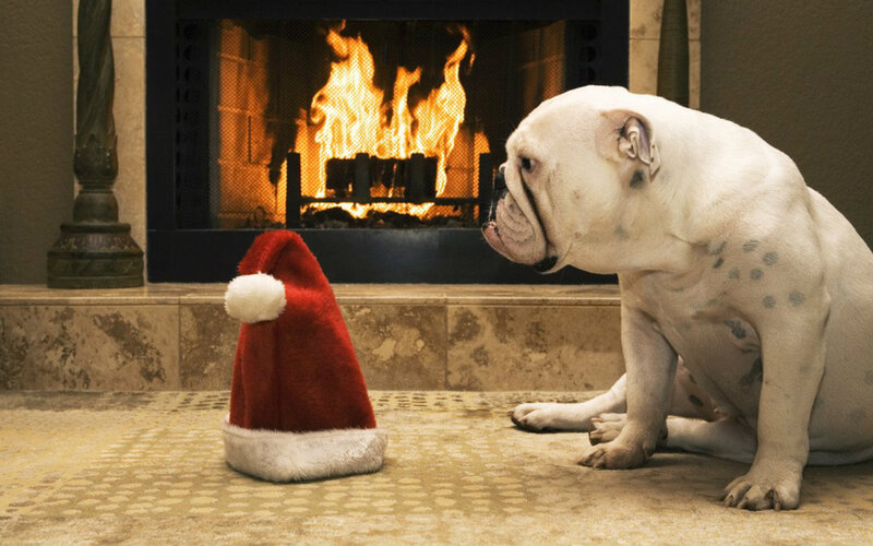 White Bulldog Dog — Cozy
