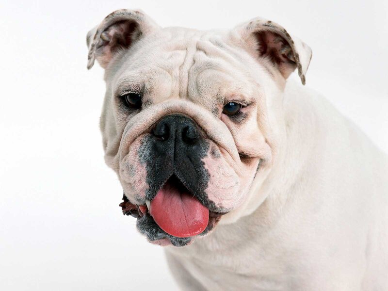 White Bulldog Dog — Neutral