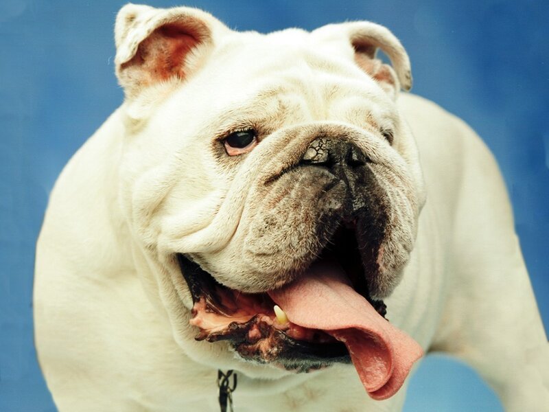 White Bulldog Dog