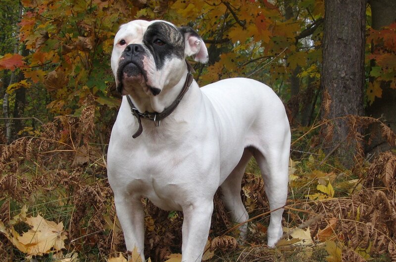 white bulldog in autumn forest
