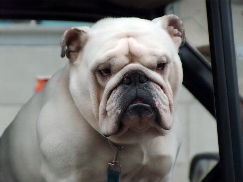 White Bulldog in Car — Calm