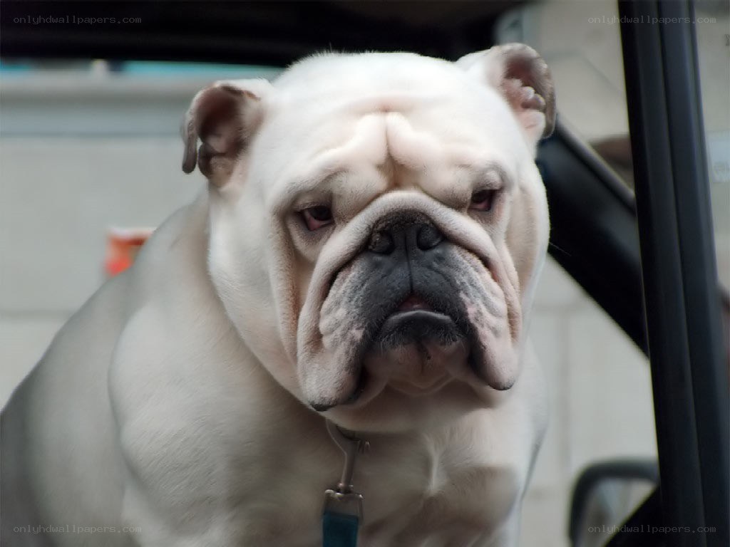white bulldog in car