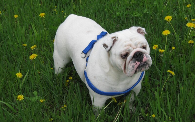 White Bulldog in Grass