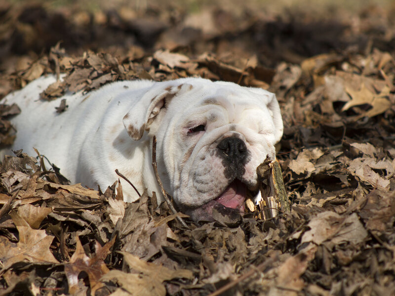 White Bulldog in Leaves — Brown