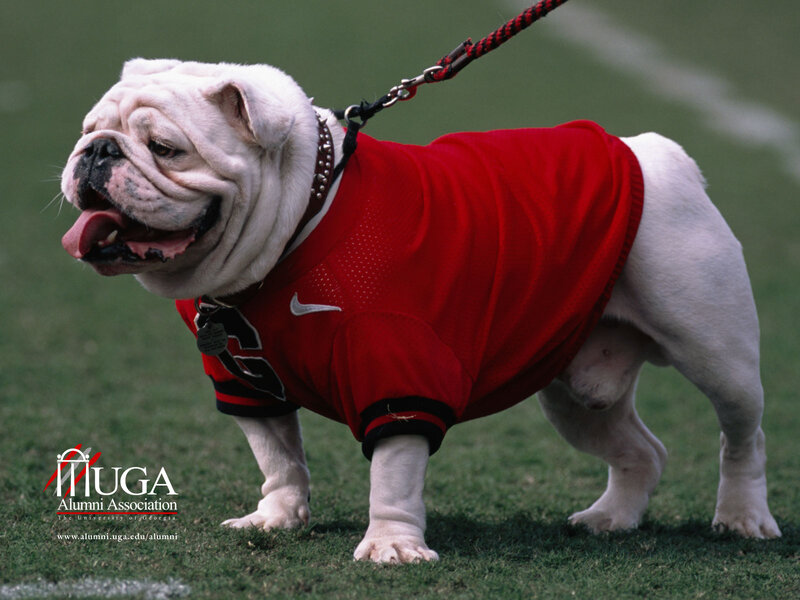 White Bulldog in Red Jersey