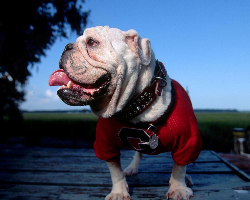 White Bulldog in Red Shirt
