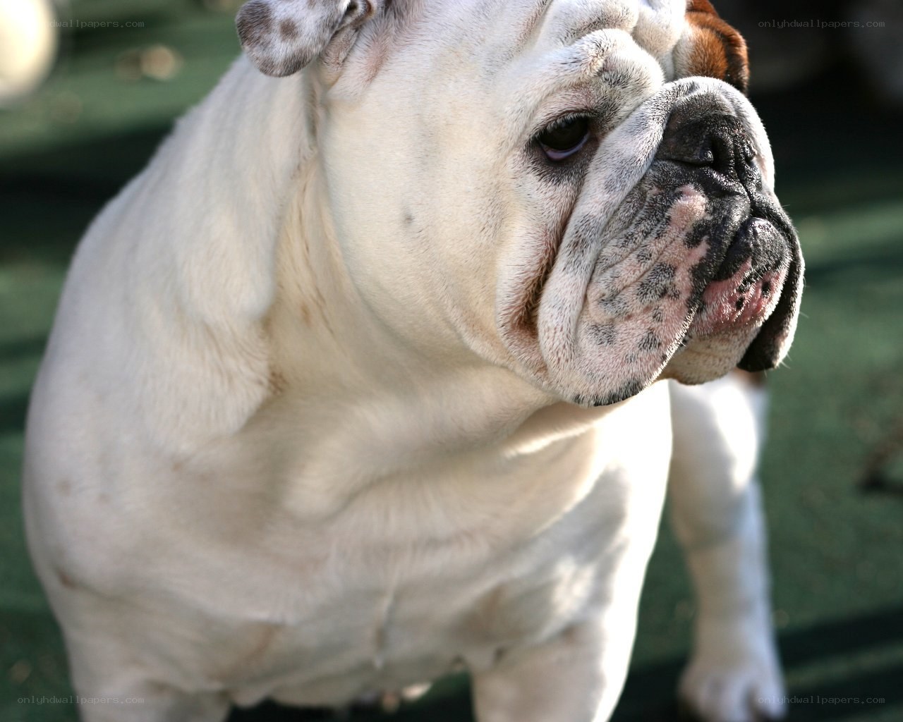 white bulldog in sunlight