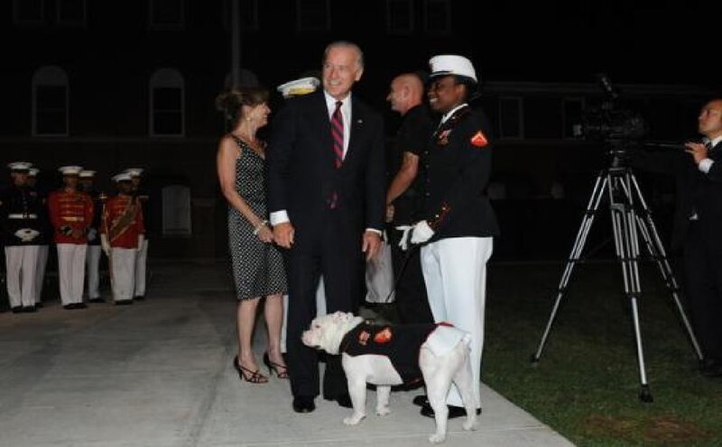White Bulldog in Uniform