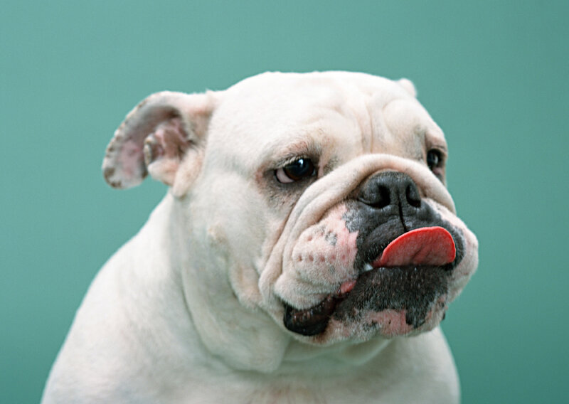 White Bulldog Licking Nose
