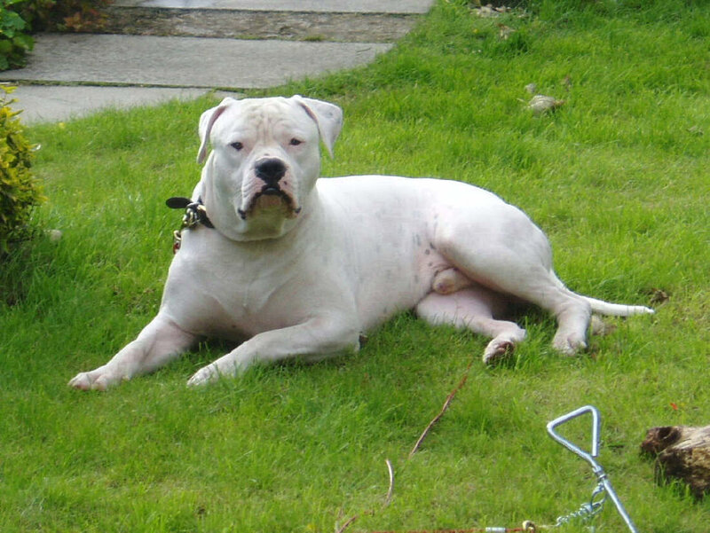 White Bulldog Lying