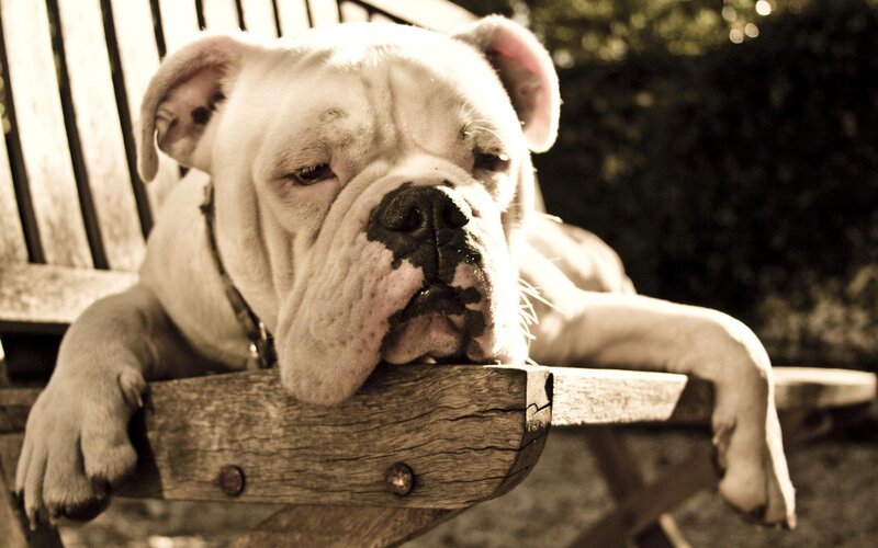 White Bulldog on Bench