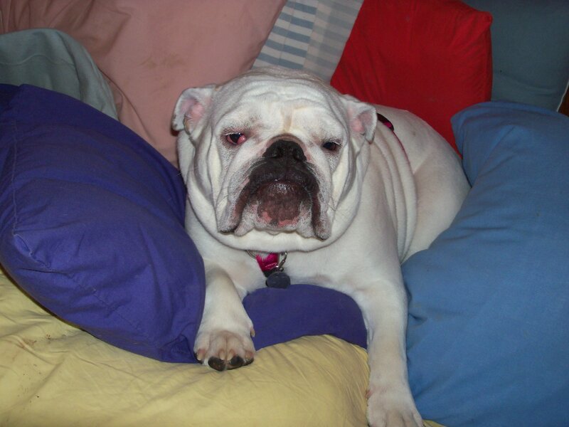 White Bulldog on Pillows