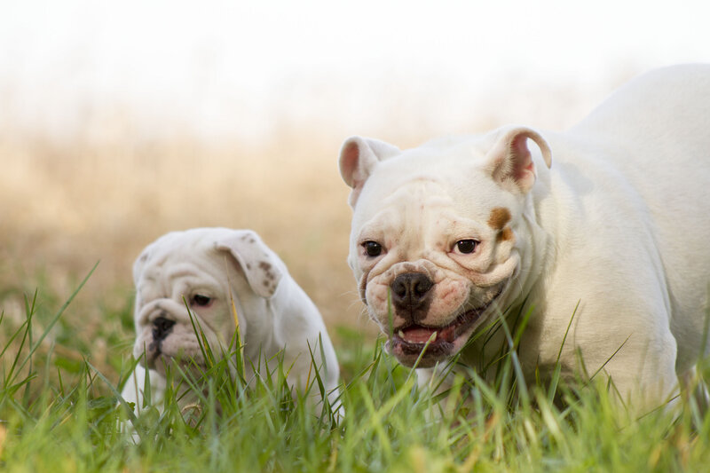White Bulldog Puppies