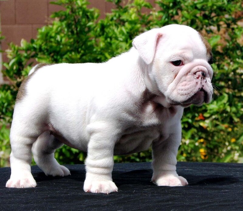 white bulldog puppy