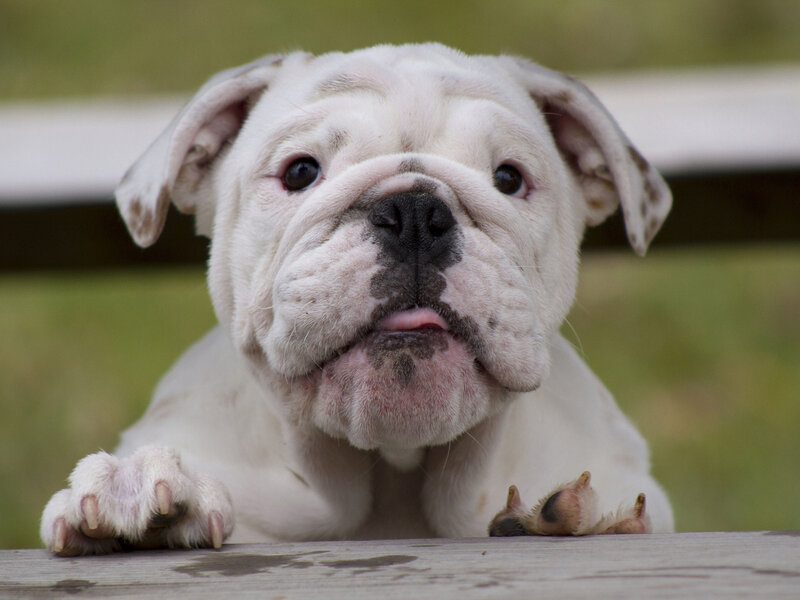 White Bulldog Puppy — Calm, Afternoon