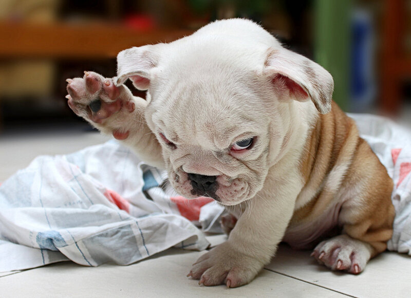 White Bulldog Puppy — Calm, Photograph, Blanket, Floor, Brown