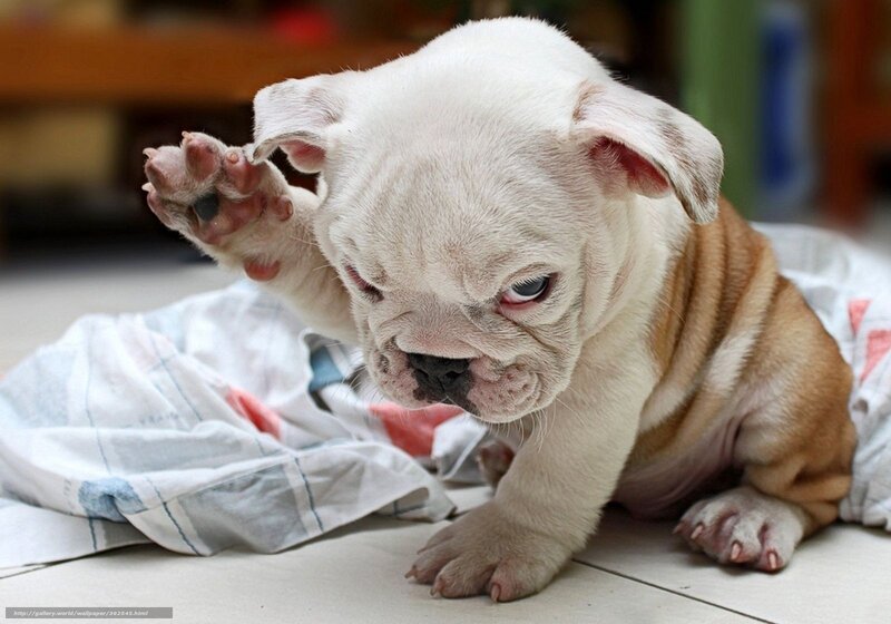 White Bulldog Puppy — Calm, Photograph, Blanket, Floor