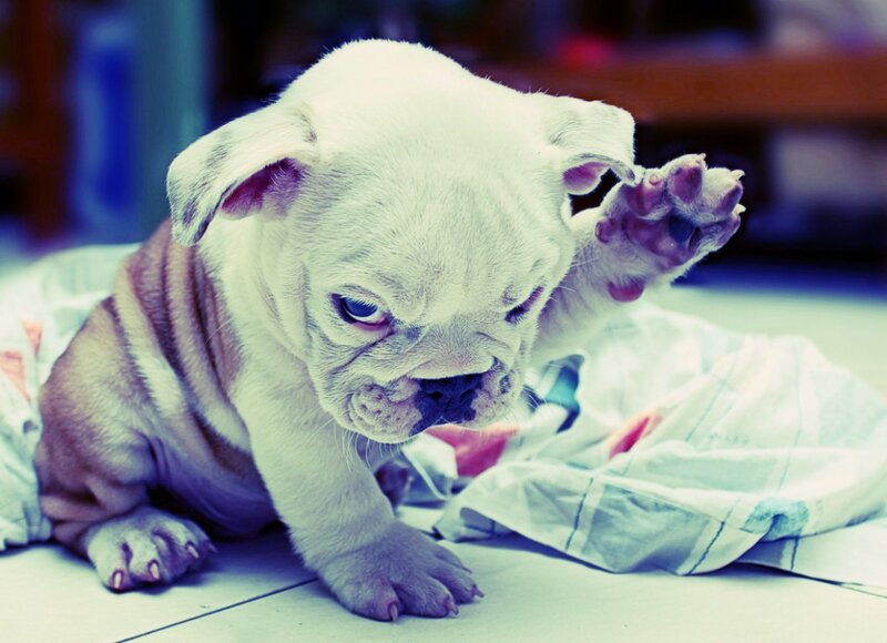 White Bulldog Puppy — Calm, Photograph, Paw