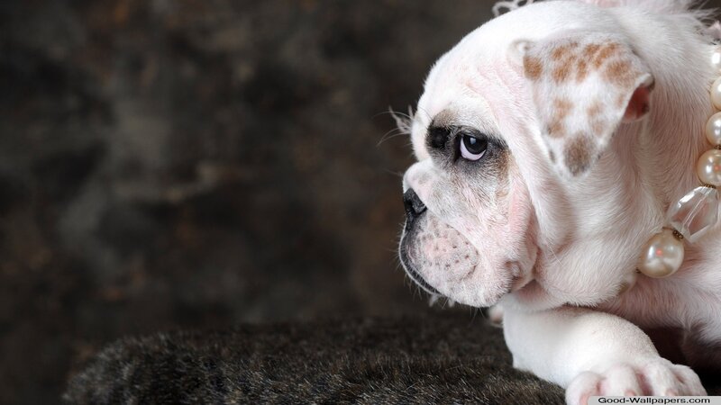 White Bulldog Puppy — Calm, Photograph, Pearl Necklace, Dark Surface