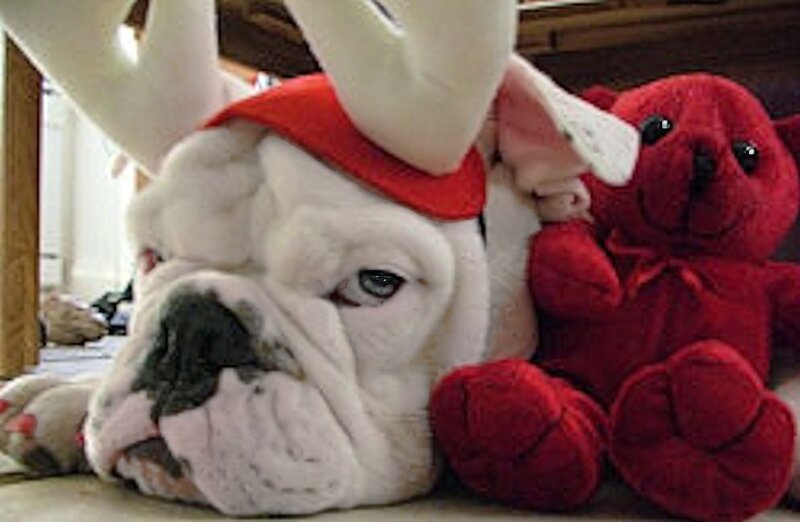 White Bulldog Puppy — Calm, Photograph, Red Teddy Bear