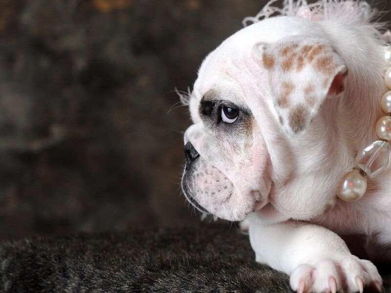 White Bulldog Puppy — Calm