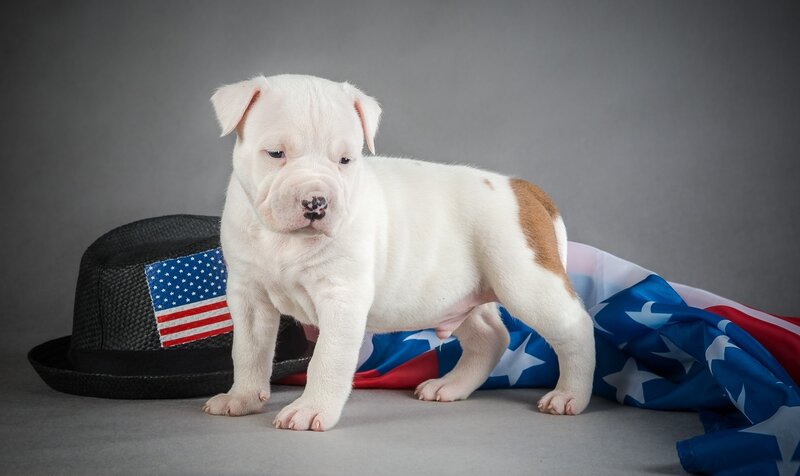 White Bulldog Puppy — Neutral, Photograph