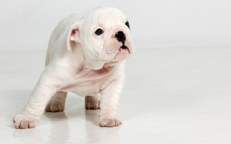 White Bulldog Puppy — Neutral