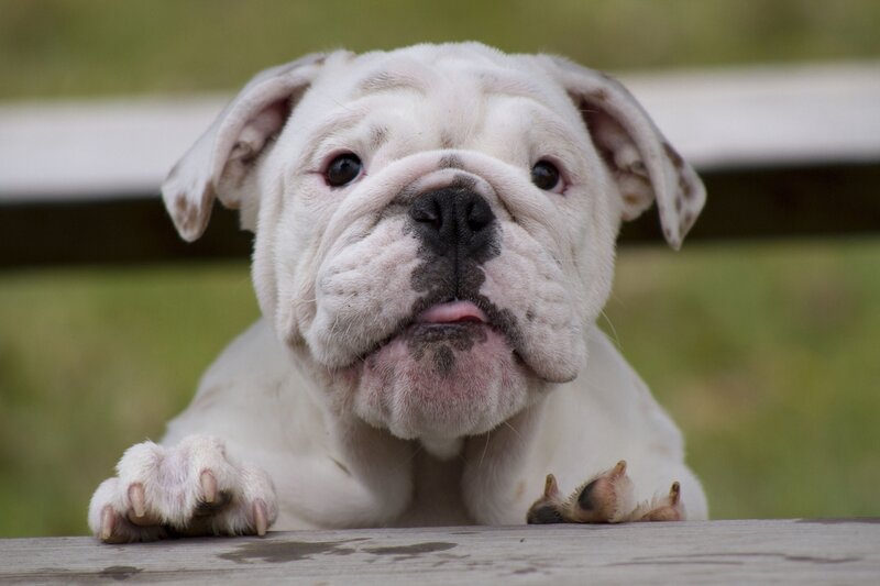 white bulldog puppy on bench