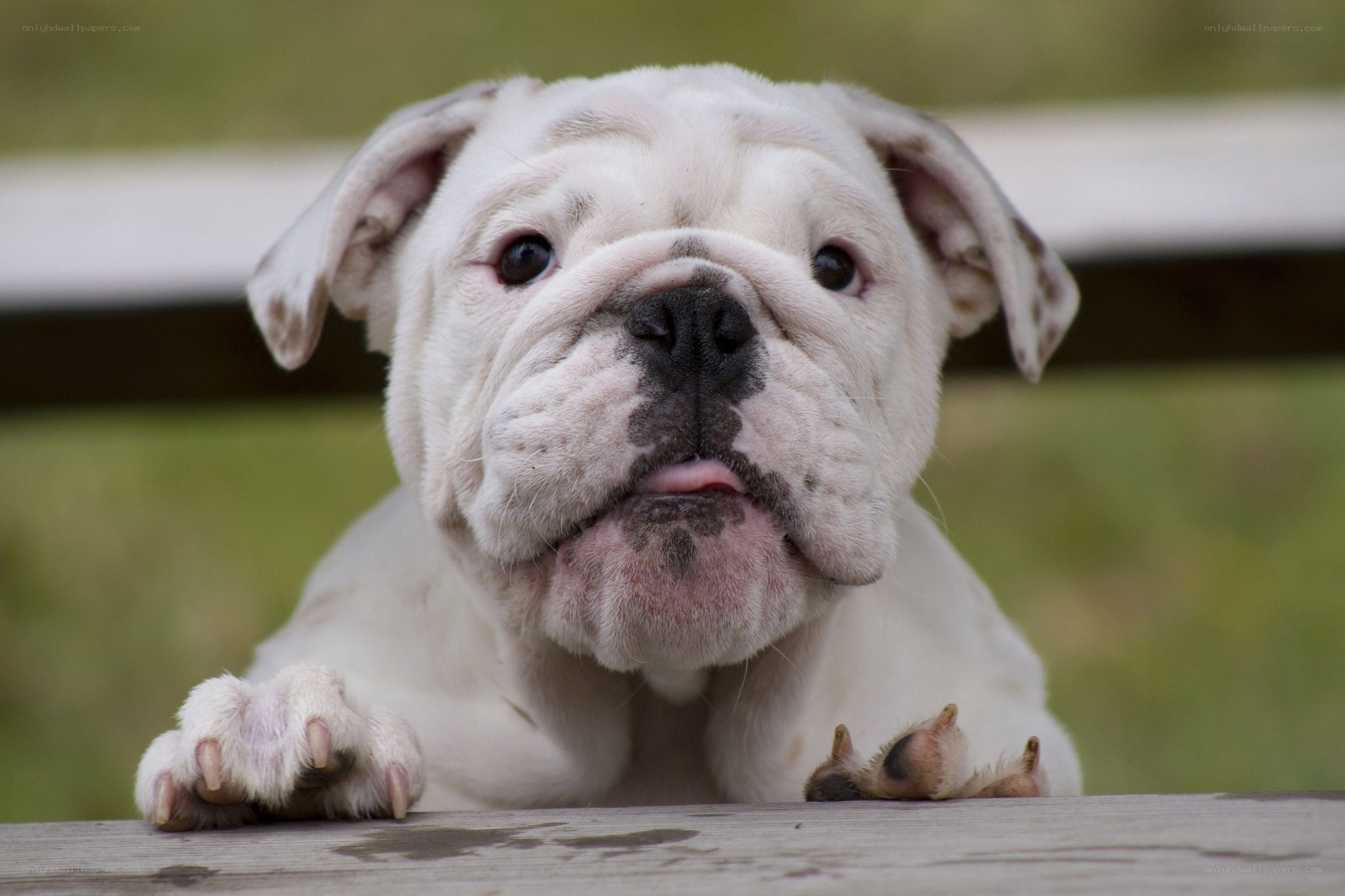 white bulldog puppy on bench