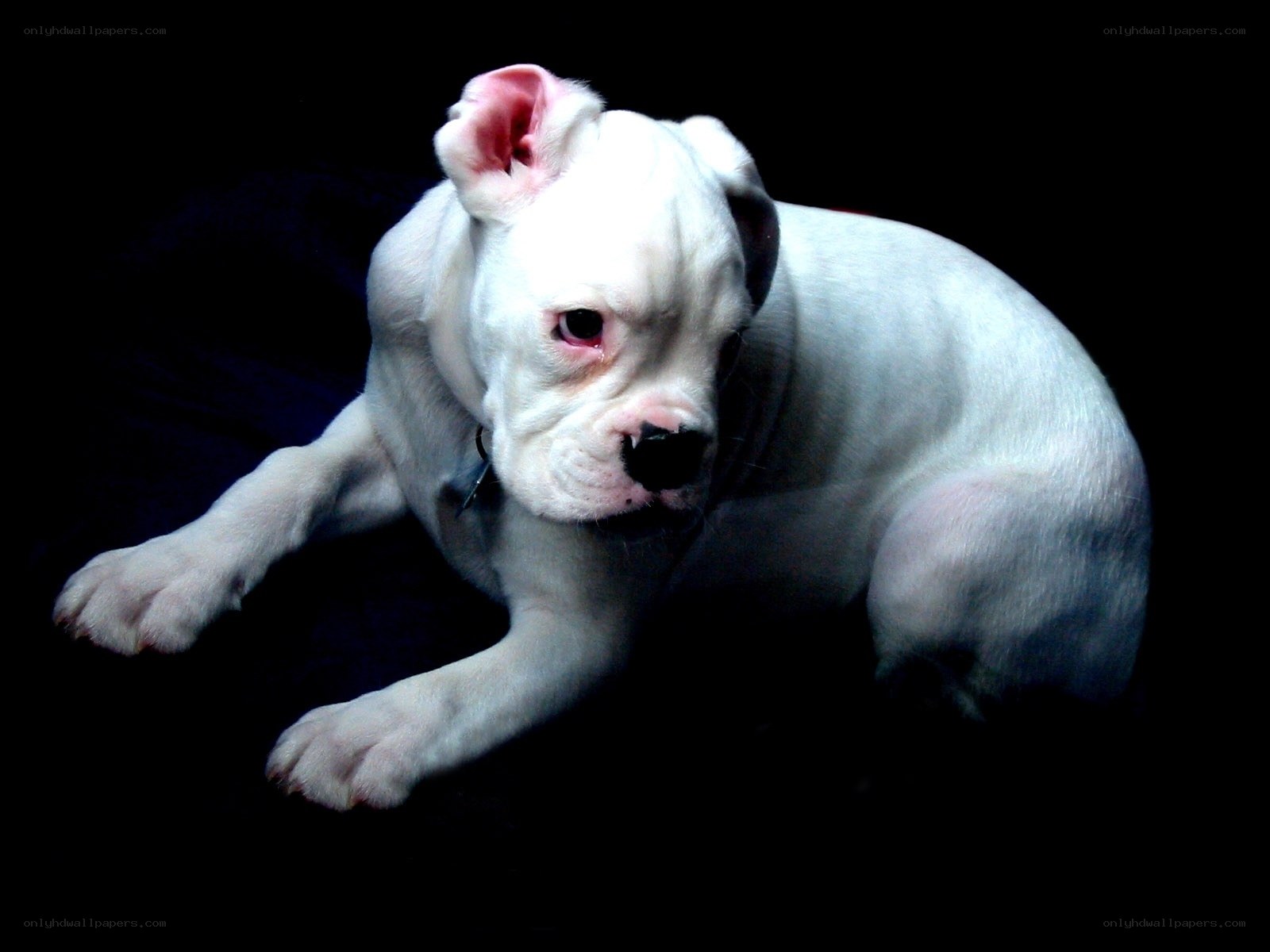 white bulldog puppy