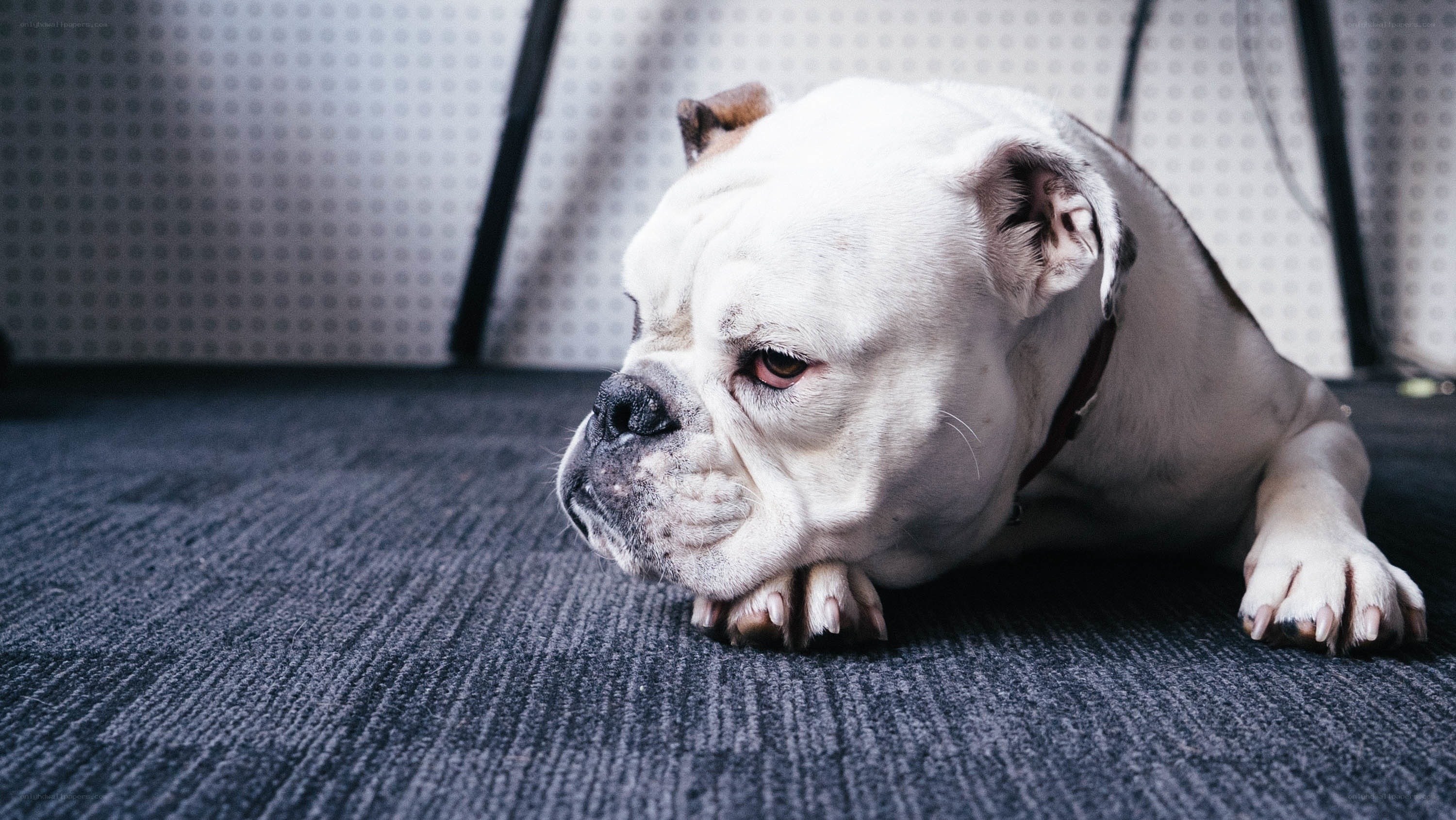 white bulldog resting on carpet