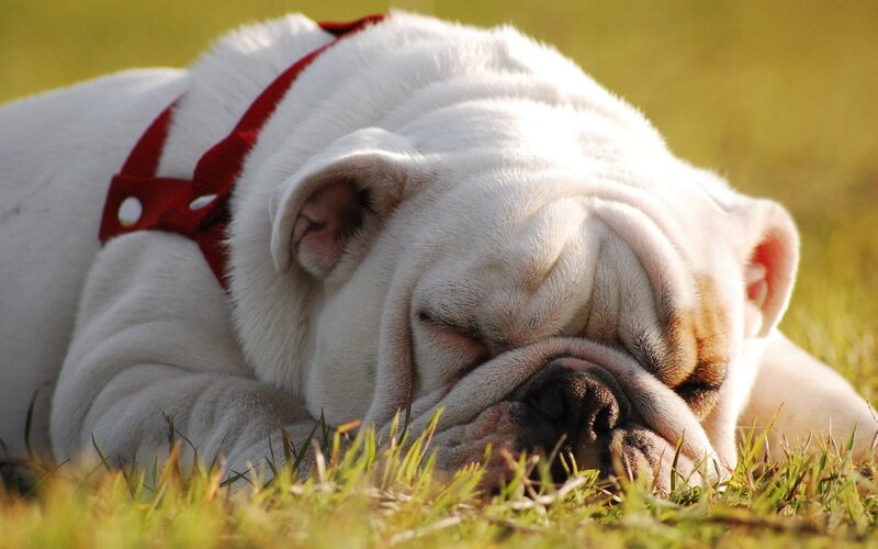 White Bulldog Sleeping