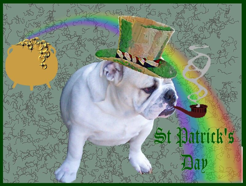 White Bulldog Wearing Hat