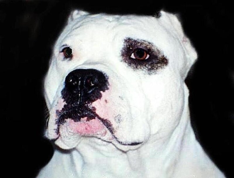 white bulldog with dark patches