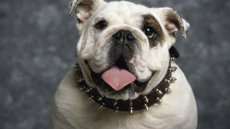 White Bulldog with Spiked Collar — Neutral
