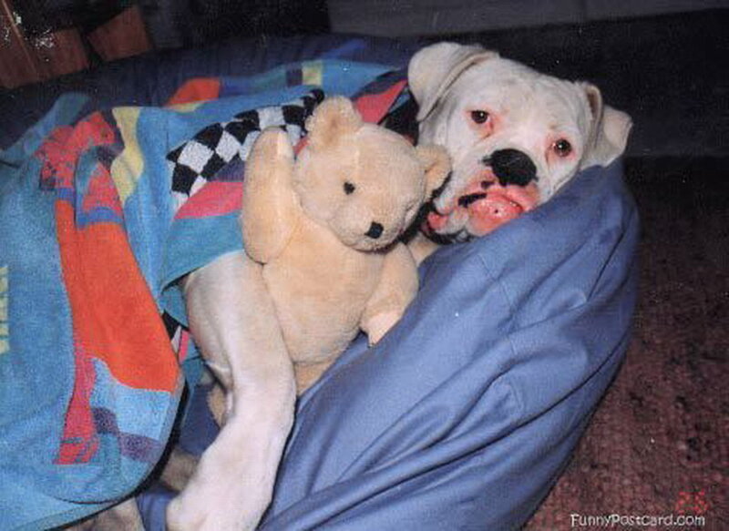 White Bulldog with Teddy Bear