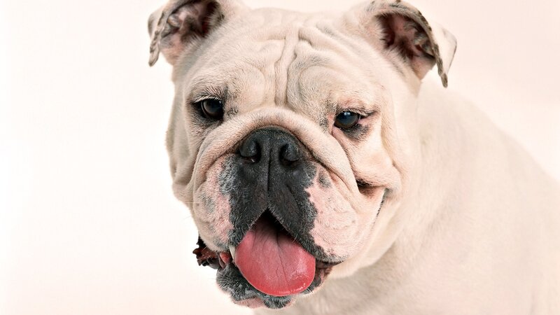 white bulldog with tongue out