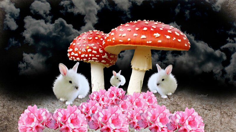 White Bunnies with Mushrooms