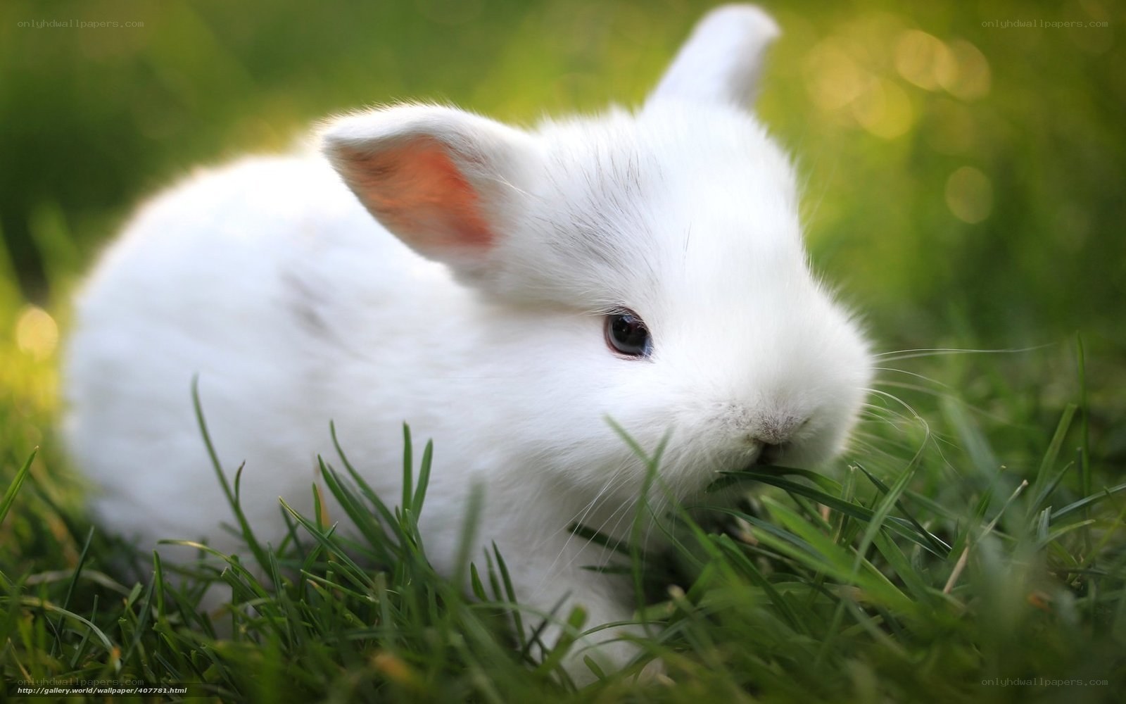 white bunny eating grass