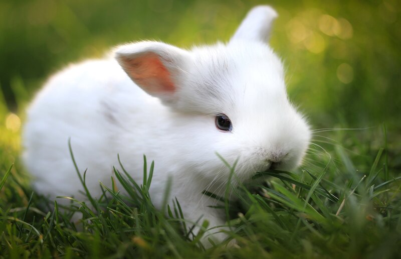 White bunny eating grass