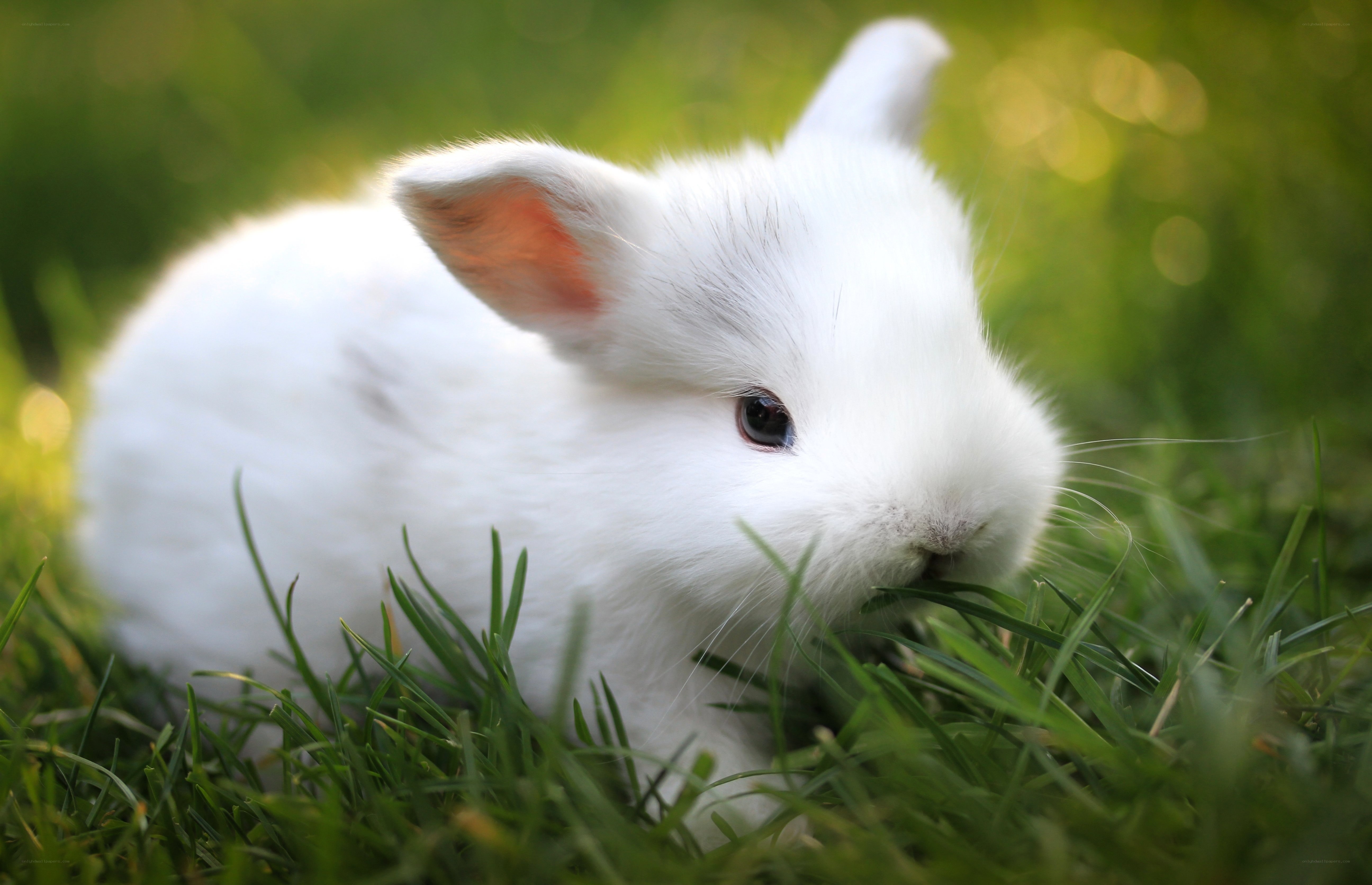 white bunny eating grass