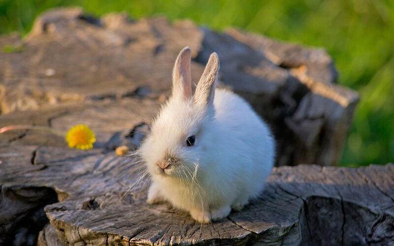 White bunny on a log