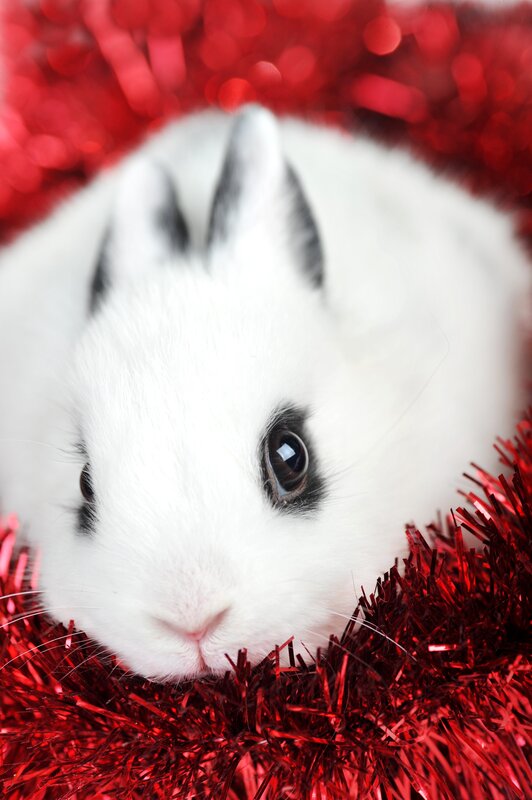 white bunny on red tinsel