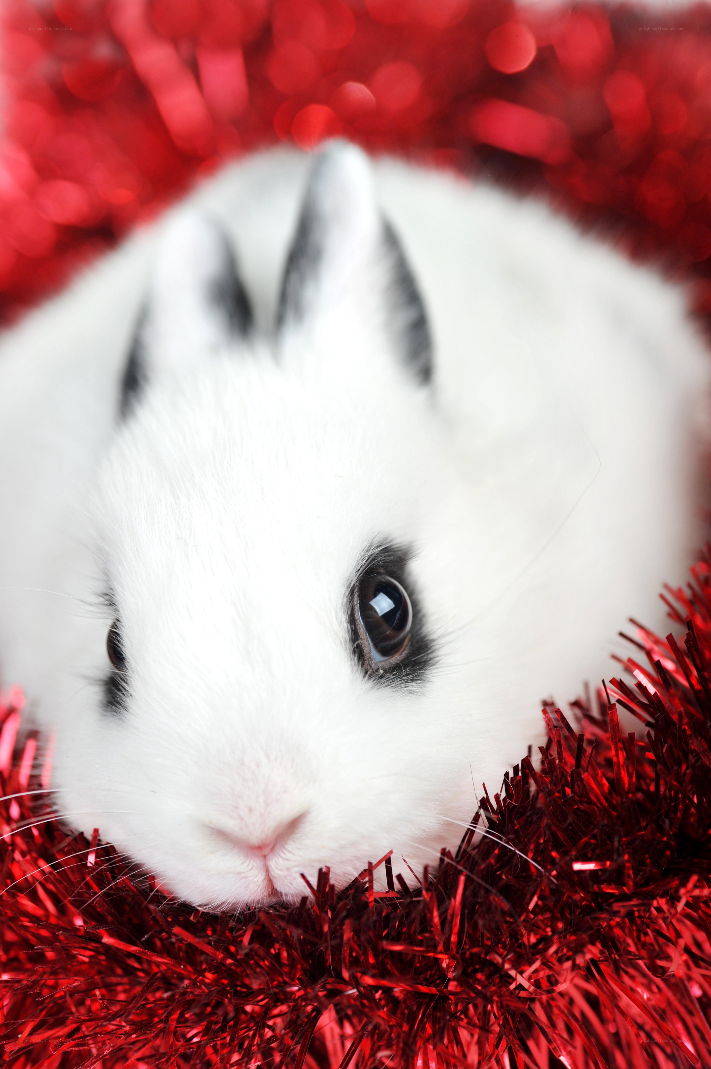 white bunny on red tinsel