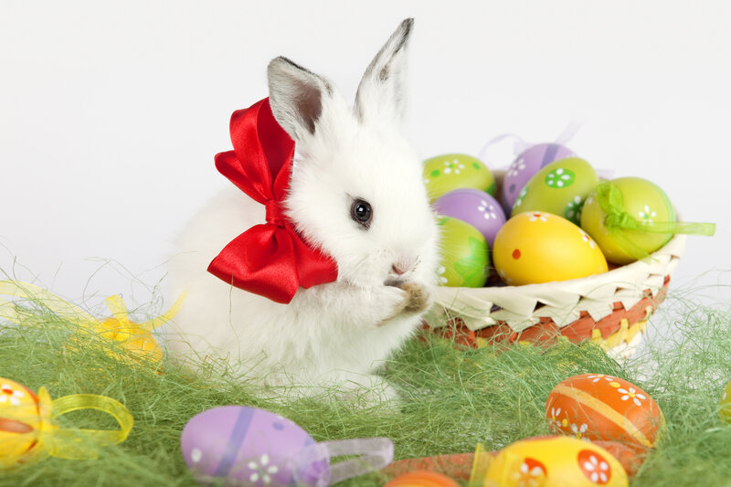 White Bunny with Red Bow