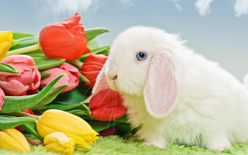 White Bunny with Tulips